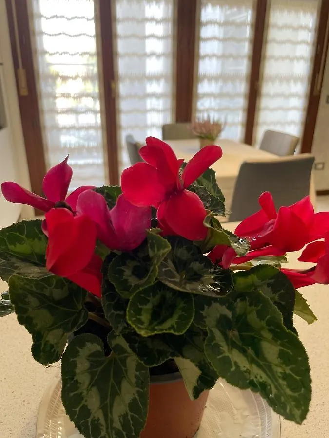 90035 Sabedda Venezia Apartment Santa Maria Di Sala Homestay